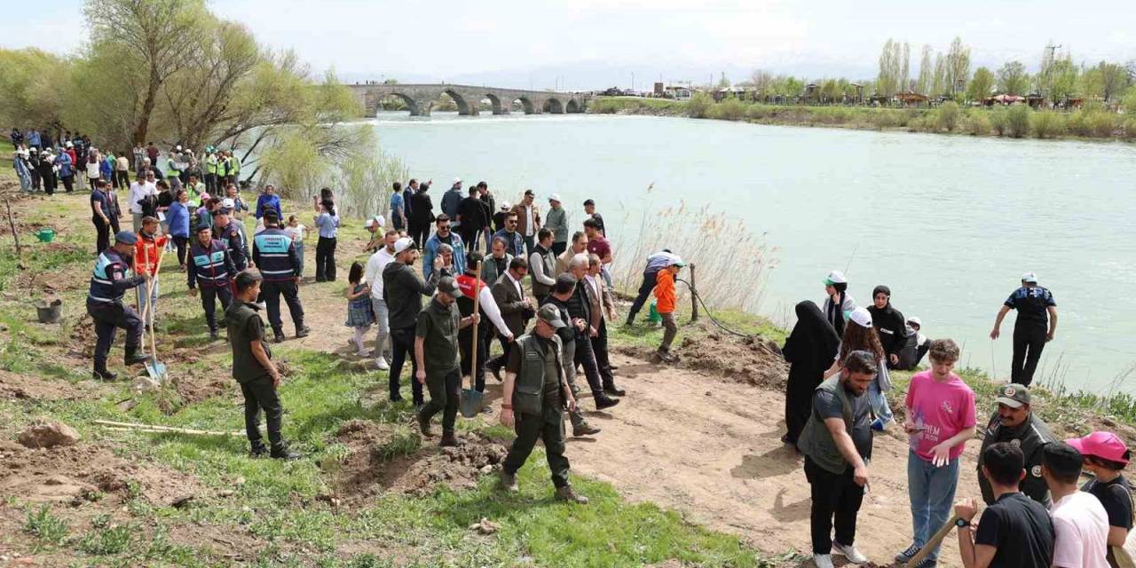 Muş’ta 270 Çam Ağacı Toprakla Buluşturuldu