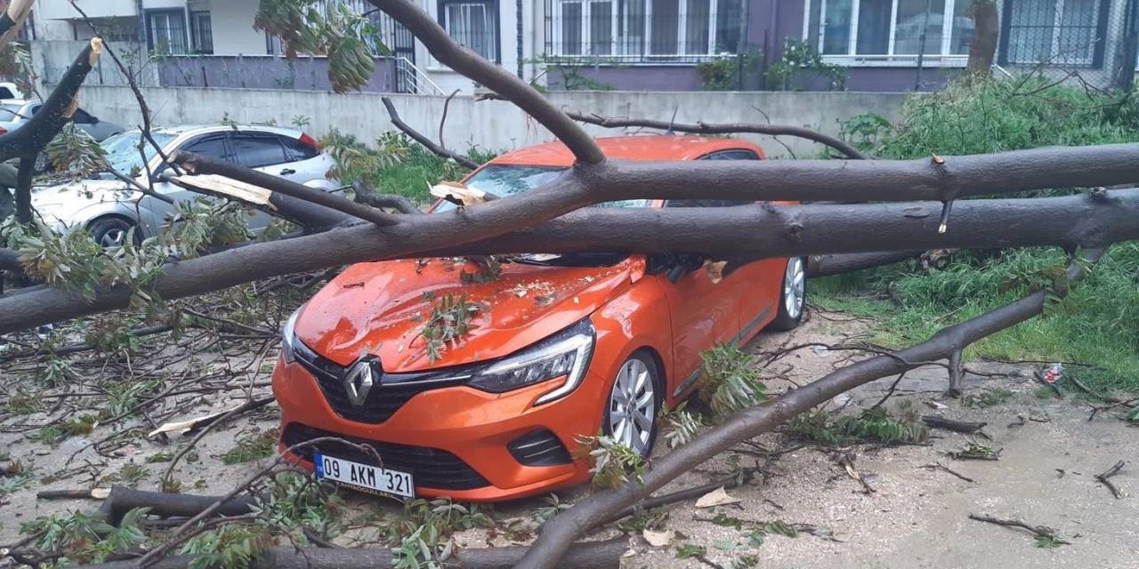 Bandırma’da, Çürüyen Ağaç Otomobilin Üzerine Devrildi
