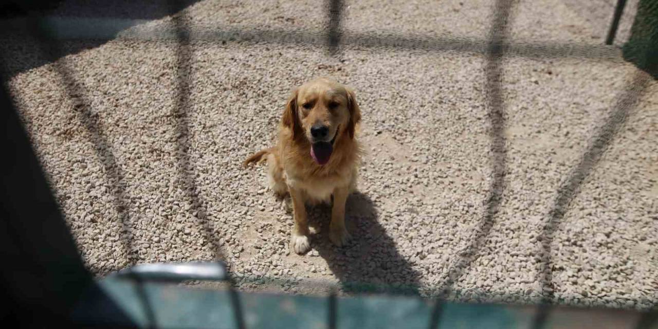 Hevesle Alınıp Bakımı Zor Gelince Terk Edilen Cins Köpekler Yuva Arıyor
