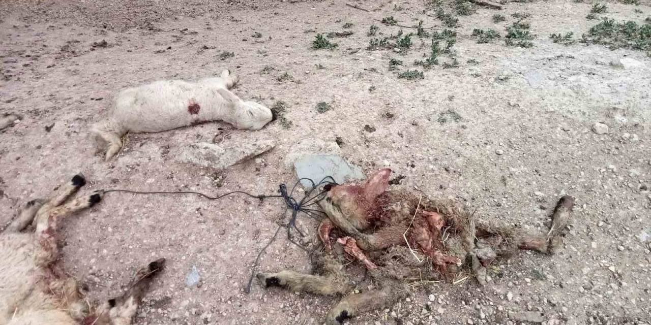 Koyunlara Kurt Dadandı İddiası