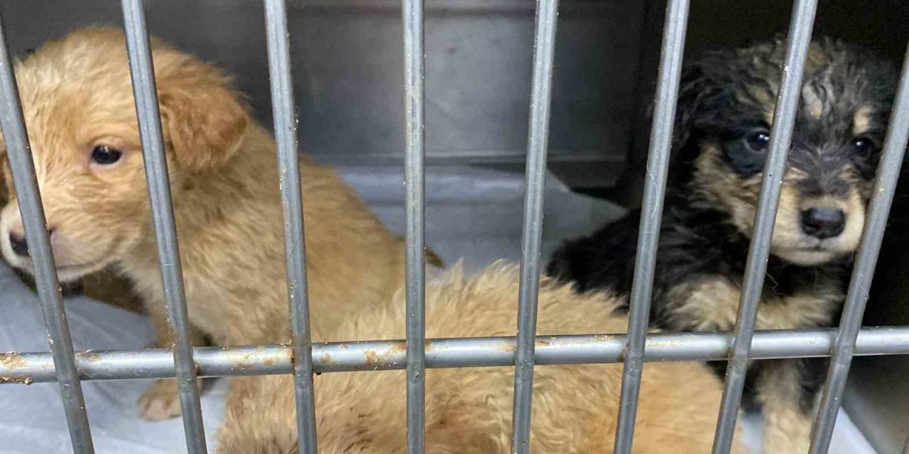 Hamile Köpeği Silahla Vurdular, Acı İçinde Yavrularını Doğurdu