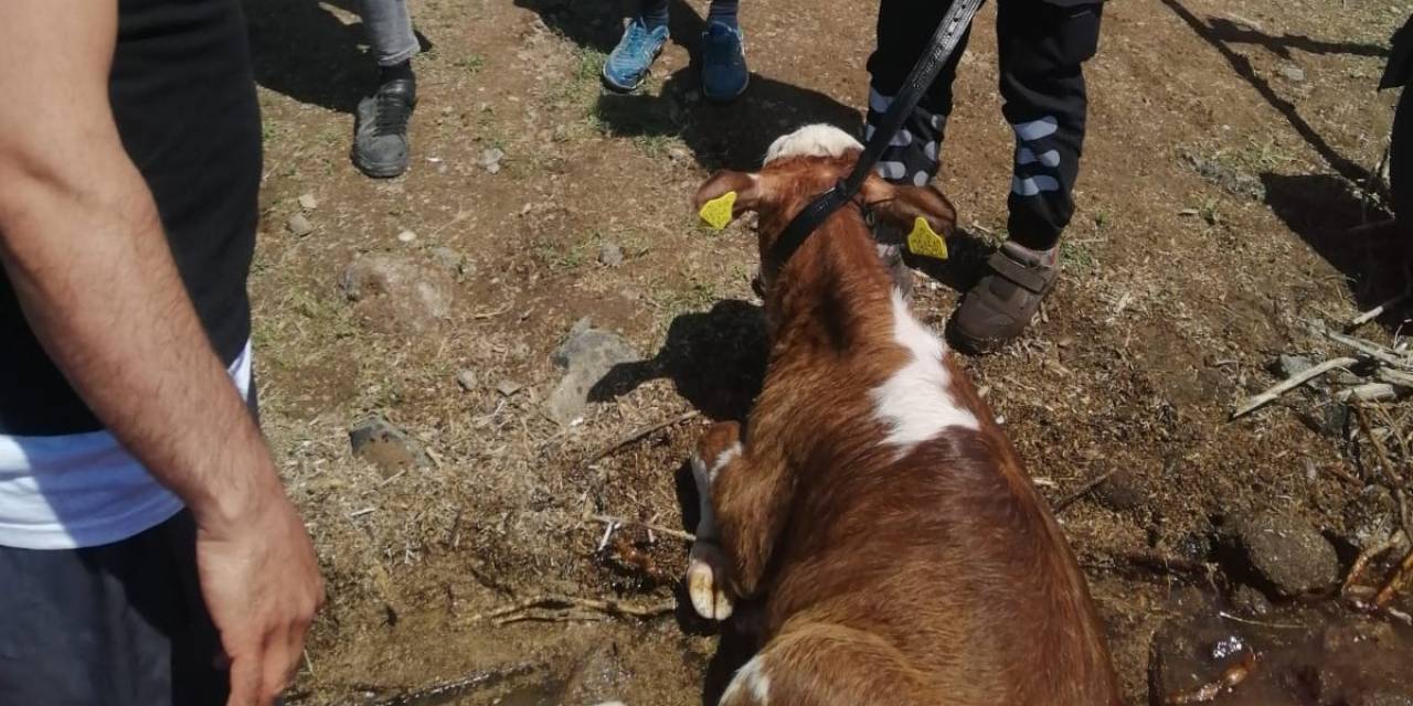 Sahibinin Elinden Kaçarak Baraja Düşen Dana Kurtarıldı