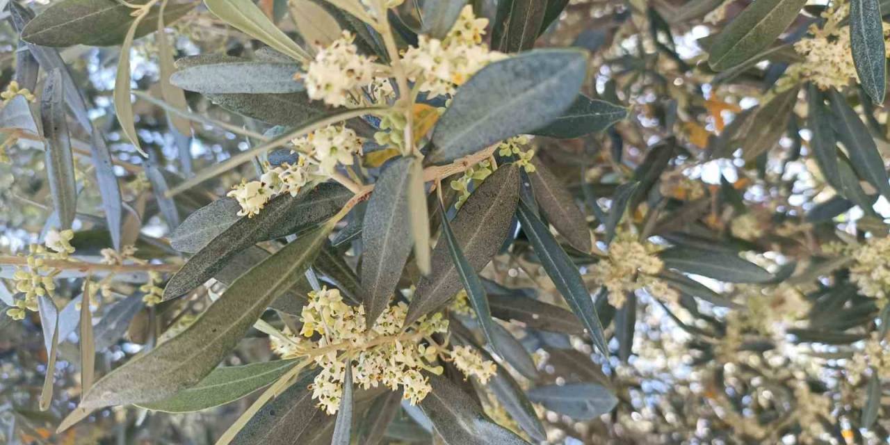 Zeytinde Pamuklu Bit Zararlısı Uyarısı