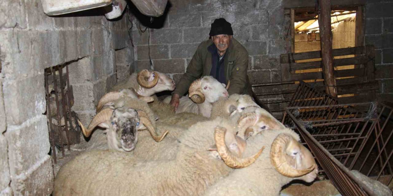 Yıllarca Türkiye’nin Her Yerini Dolaşan Kamyon Şoförü Huzuru Koyunlarda Buldu