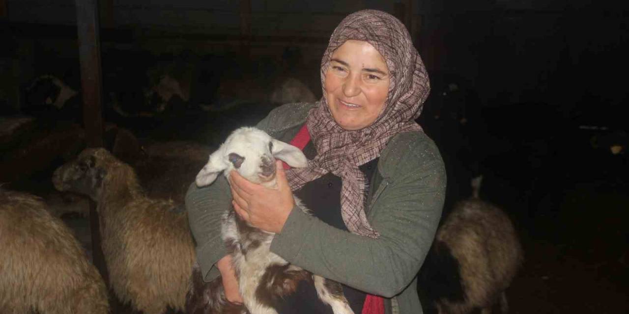 Erzincan’da Devlet Desteğiyle Koyun Varlığı Artıyor
