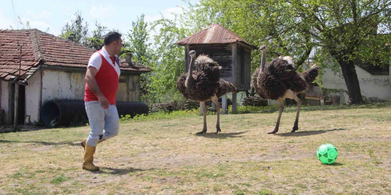 Devekuşu Firarda: Ordu’da Mahalle Gezisine Çıkan Devekuşu Tebessüm Ettirdi