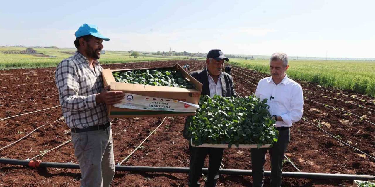 Tahmazoğlu Çiftçilerle Birlikte Fide Dikti