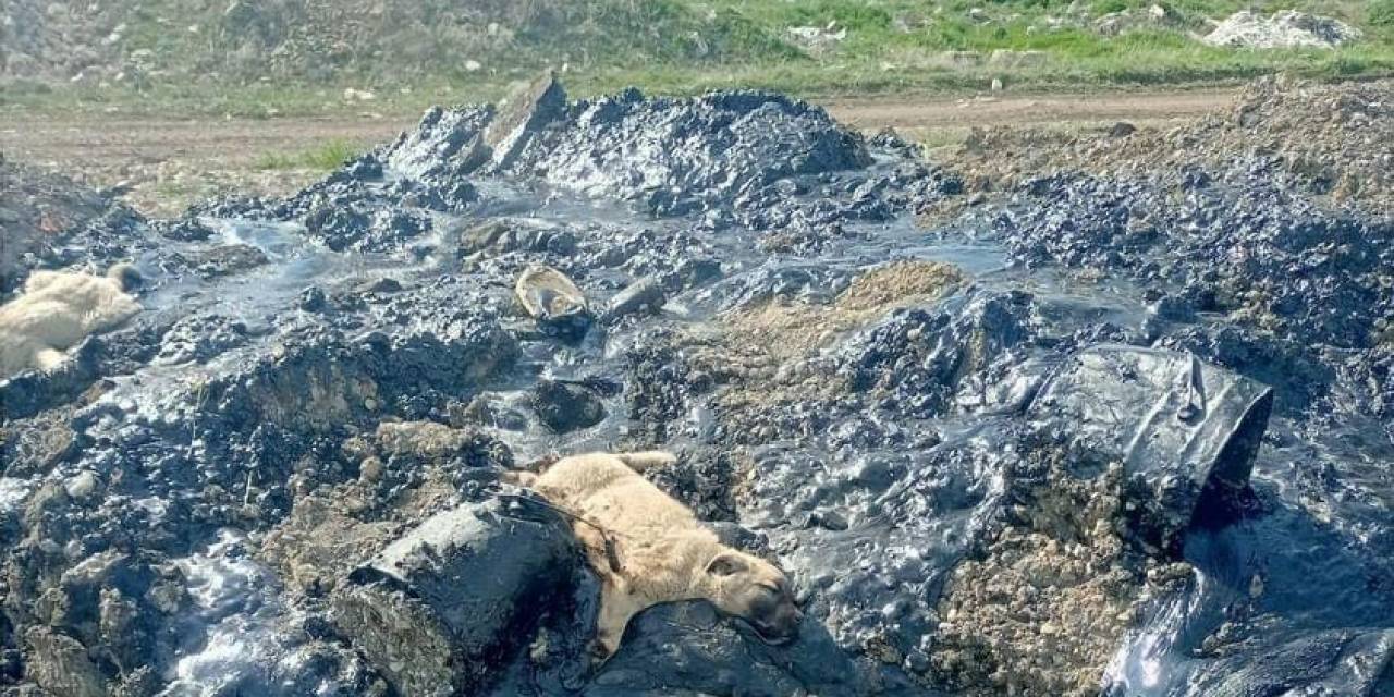 Zifte Batan 10 Köpek Yavrusuna Şefkat Eli
