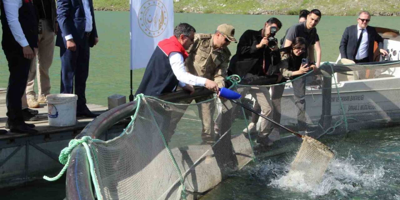 Şırnak’ta Kafeslerden 30 Ton Balık Hasat Edildi