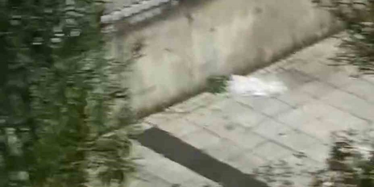 İstanbul’da Bir Şahıs Tahtaları Söküp Saldırdığı Ağaçla Kavga Etti: O Anlar Kamerada