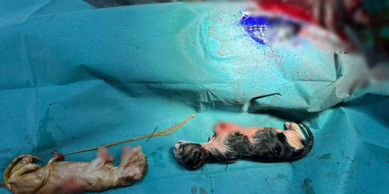 Normalinden 2 Kat Büyük 3 Kedi Yavrusu Sezaryen İle Alındı