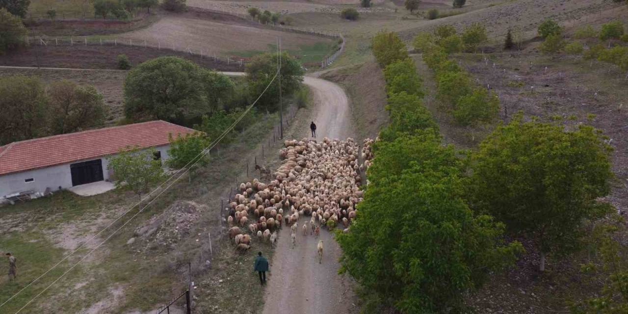 Amasya’da Koyun Sürülerinin Yayla Göçü Erken Başladı