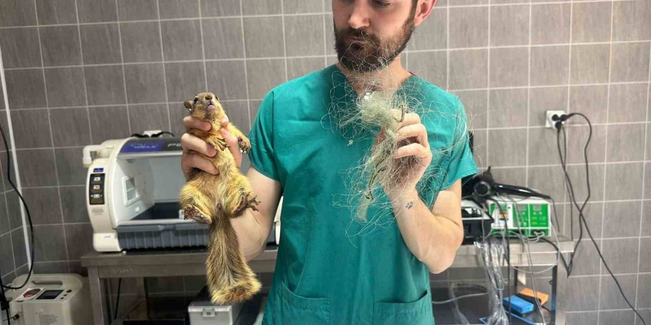 Balık Filesine Takılan Sincap Kurtarıldı