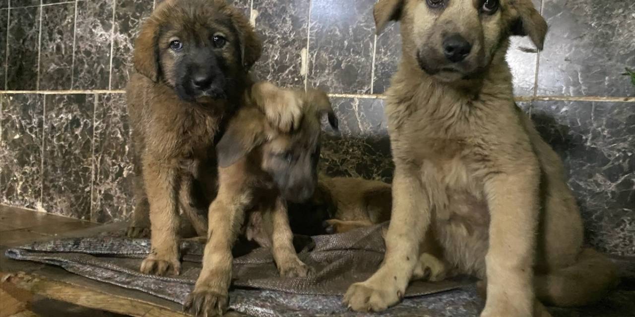 Aziziye Belediyesi; “Sevimli Dostlarımızla Dost Bir Kurumuz”