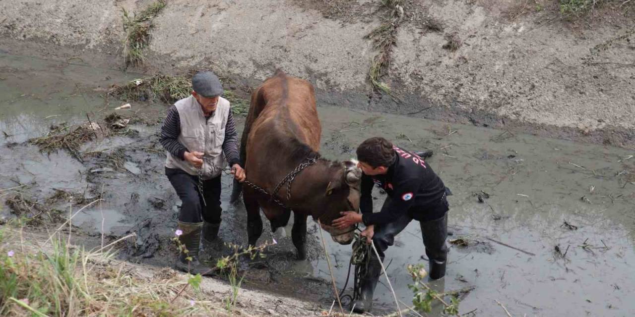 Kanala Düşen Tosunu İtfaiye Kurtardı