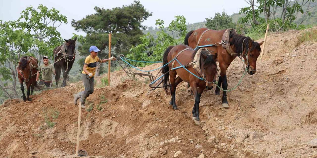 Aydın İnciri İçin Zorlu Mesai Başladı