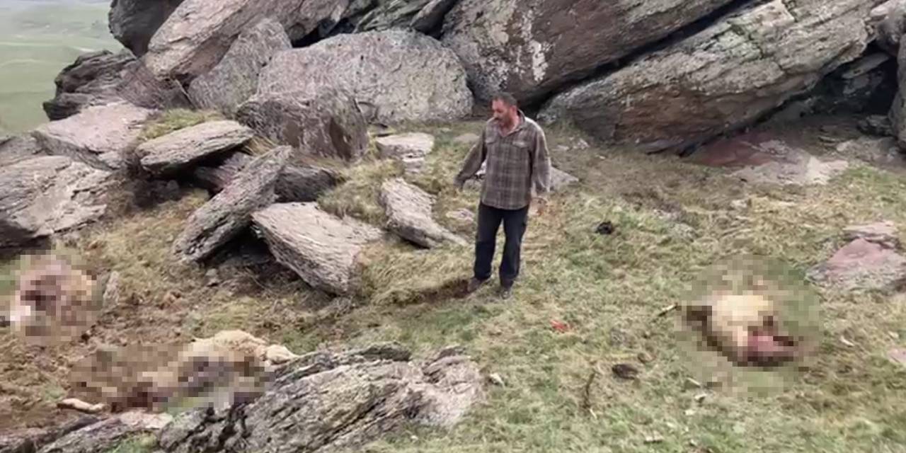 Kars’ta Kurt Saldırısı: 70 Koyunu Telef Oldu