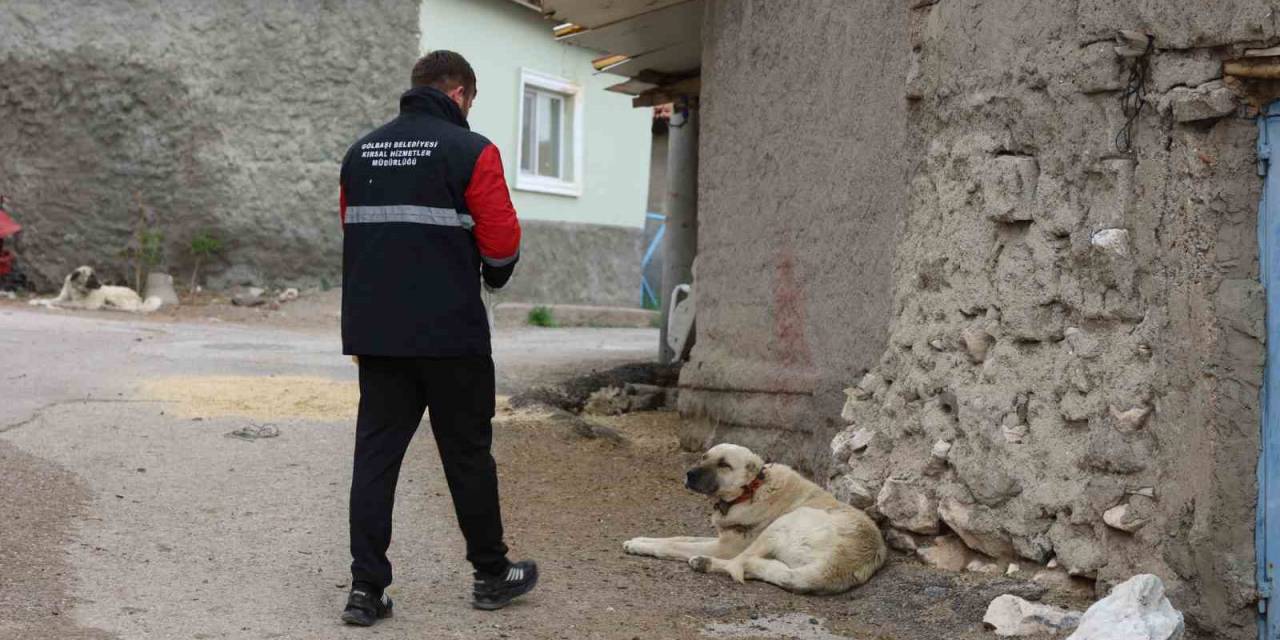 Gölbaşı Belediyesi Sokak Hayvanlarını Aşıladı
