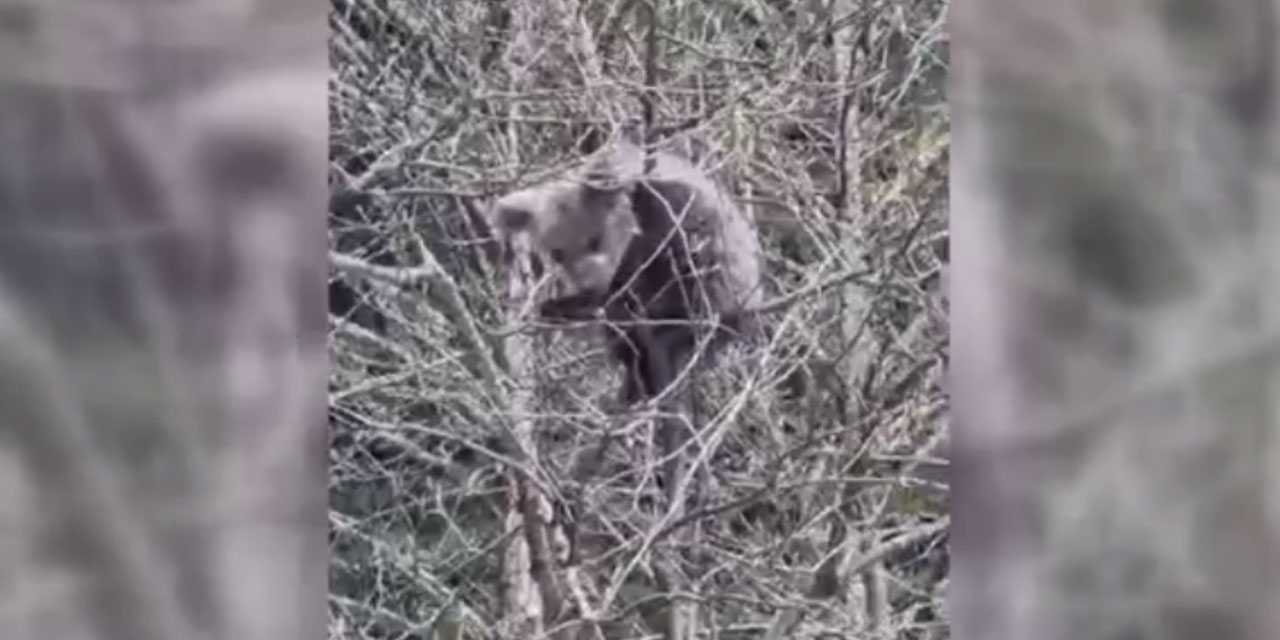Artvin'de ağaçta mahsur kalan ayı yavrusunu orman işçileri kurtardı