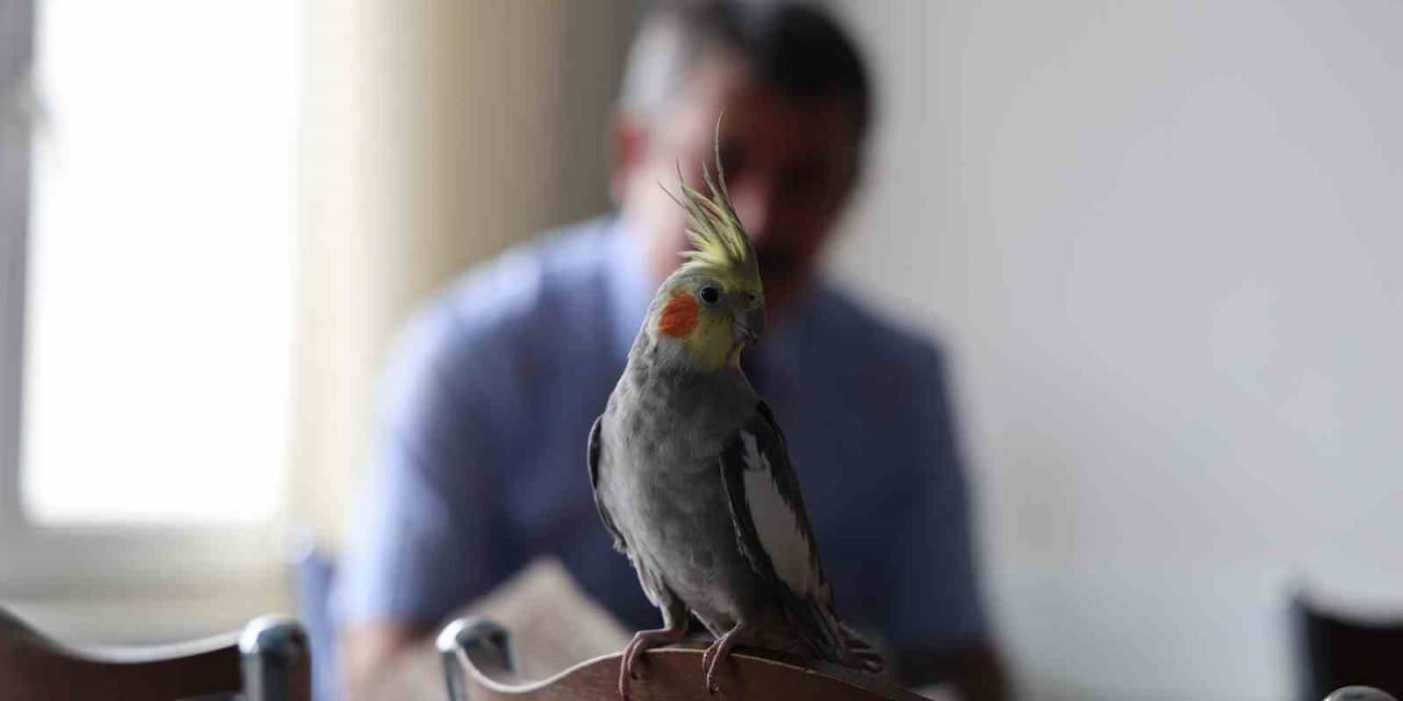 ’ölürüm Türkiyem’ Şarkısını Söyleyen Papağan Güldürüyor