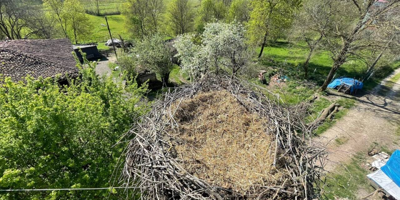 Leyleklerin Yuvası Yıkılmaktan Kurtarıldı