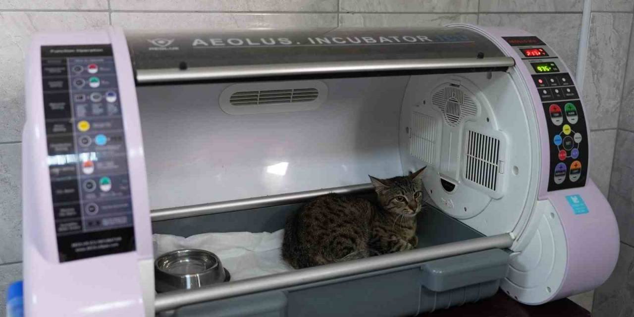 Düzce’de Sokak Hayvanları Emin Ellerde