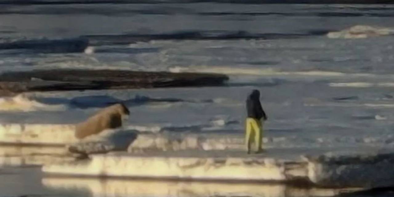 Svalbard Adası’nda Deniz Aygırına Yaklaşan Turiste Para Cezası