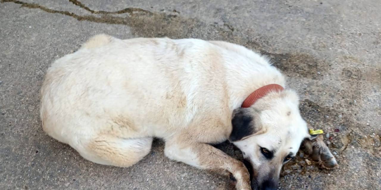 Keşan’da Bir Evin Bahçesindeki 2 Köpek Zehirlendi