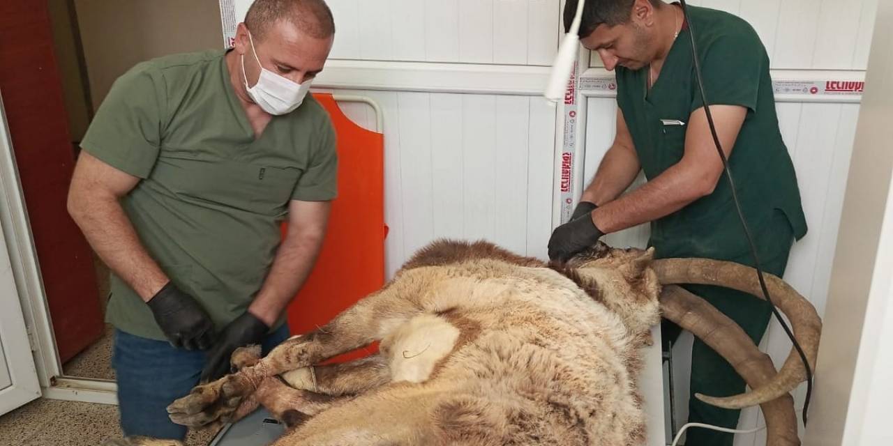 Hakkari’de Yaralı Yabani Teke Tedavi Altına Alındı
