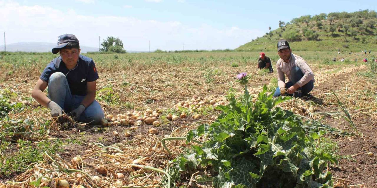 Zorlu Mesai, Günde 12 Saat Çalışan Tarım İşçileri 900 Tl Yevmiye Elde Ediyor