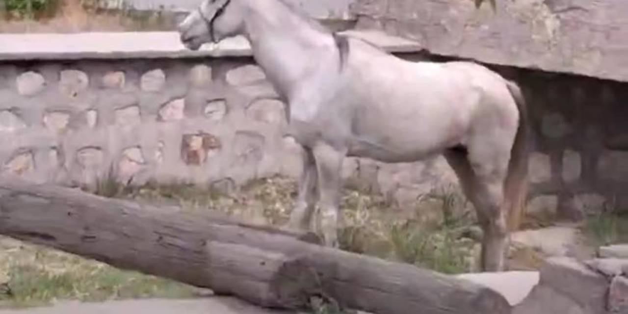 Otomobile Çarpan At Hiçbir Şey Olmamış Gibi Ot Yemeye Devam Etti