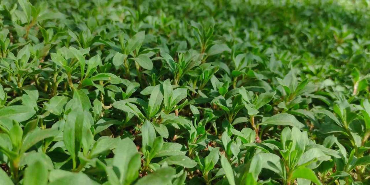 Madımak Toplarken Kaybolan 90 Yaşındaki Adamı Arama Çalışmaları Sürüyor