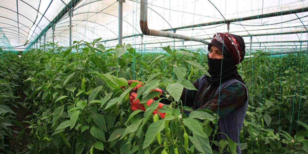 Seralarda Sıcak Havada Zorlu Hasat