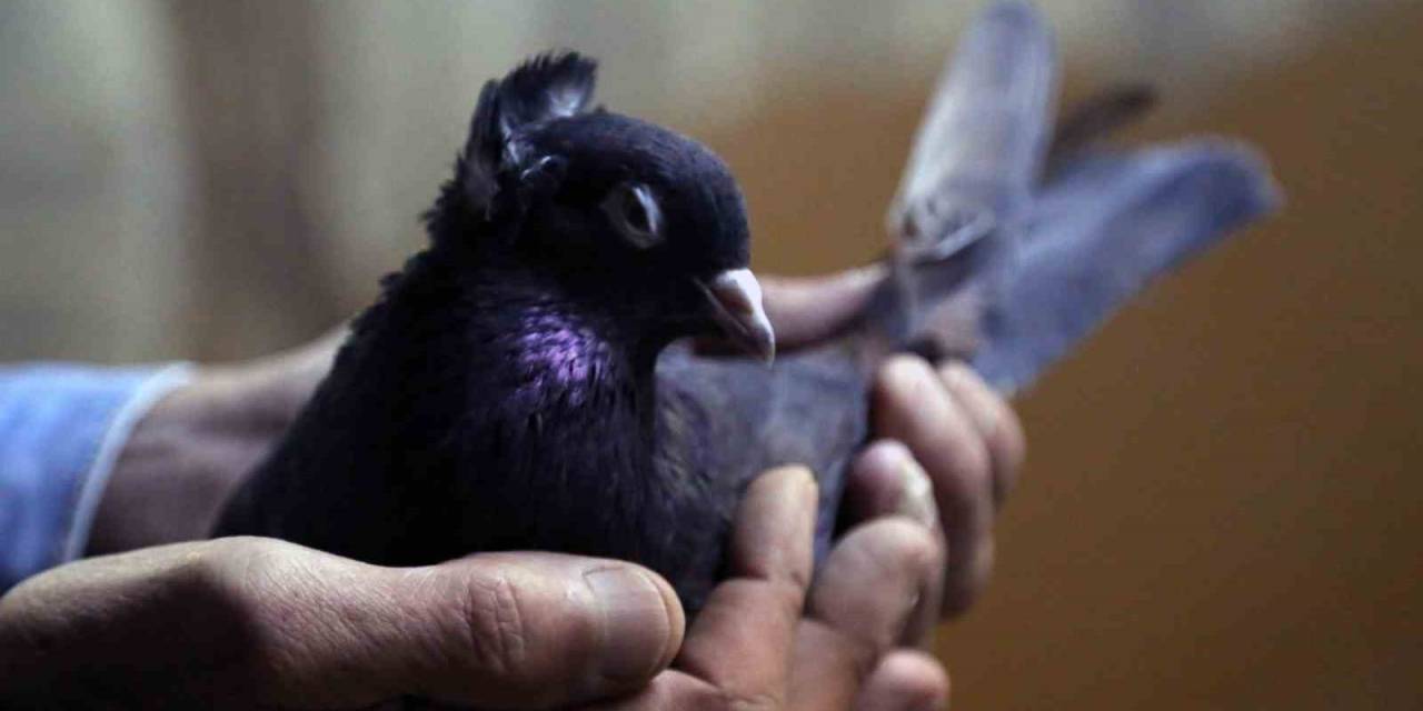 Sahibinin Ömrünü Uzatan Güvercin