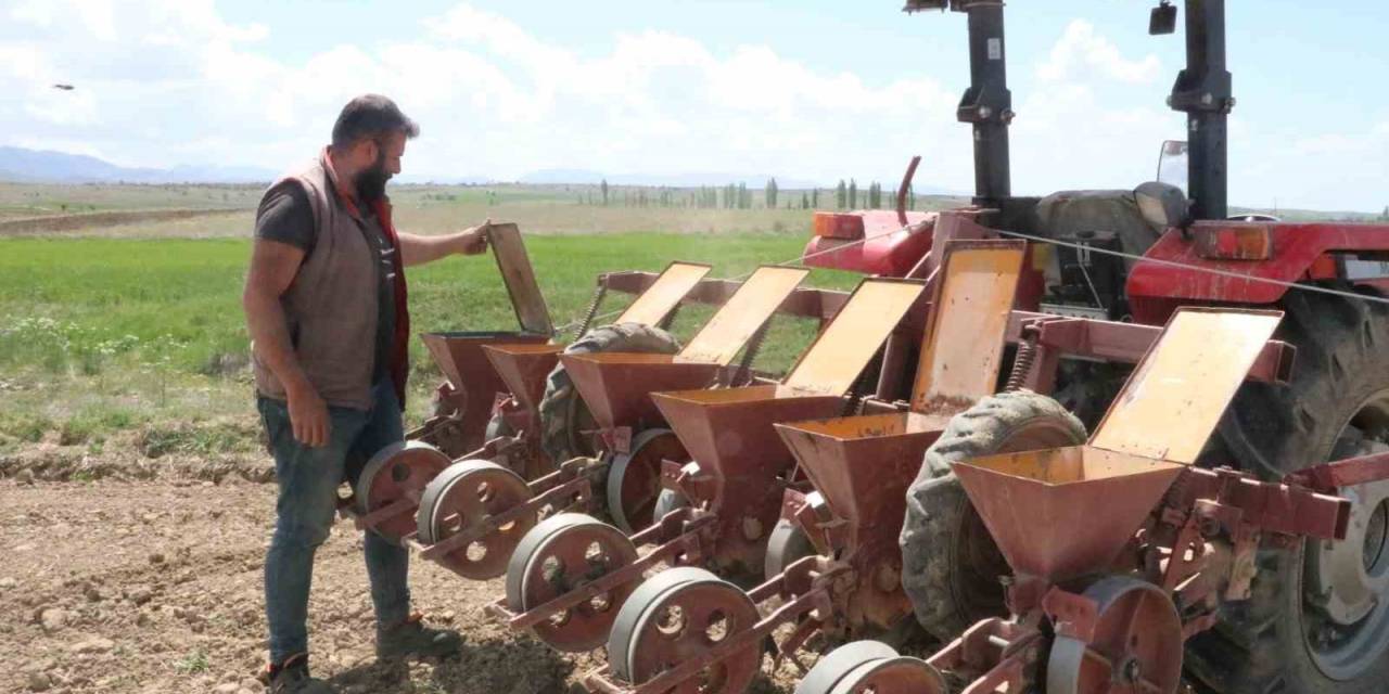 Sandıklı’da Bu Yıl Şeker Pancarında 170 Bin Ton Rekolte Bekleniyor