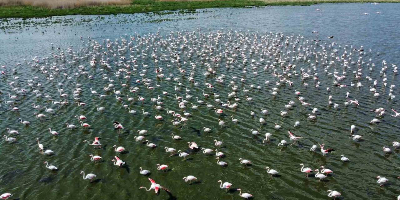 Flamingolar Bu Yıl Da Eber Gölü’nde Geçici Olarak Konakladı