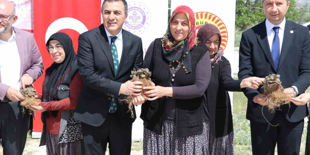 Burdur’da Üretici Kadınlara 60 Bin Çilek Fidesi Dağıtıldı