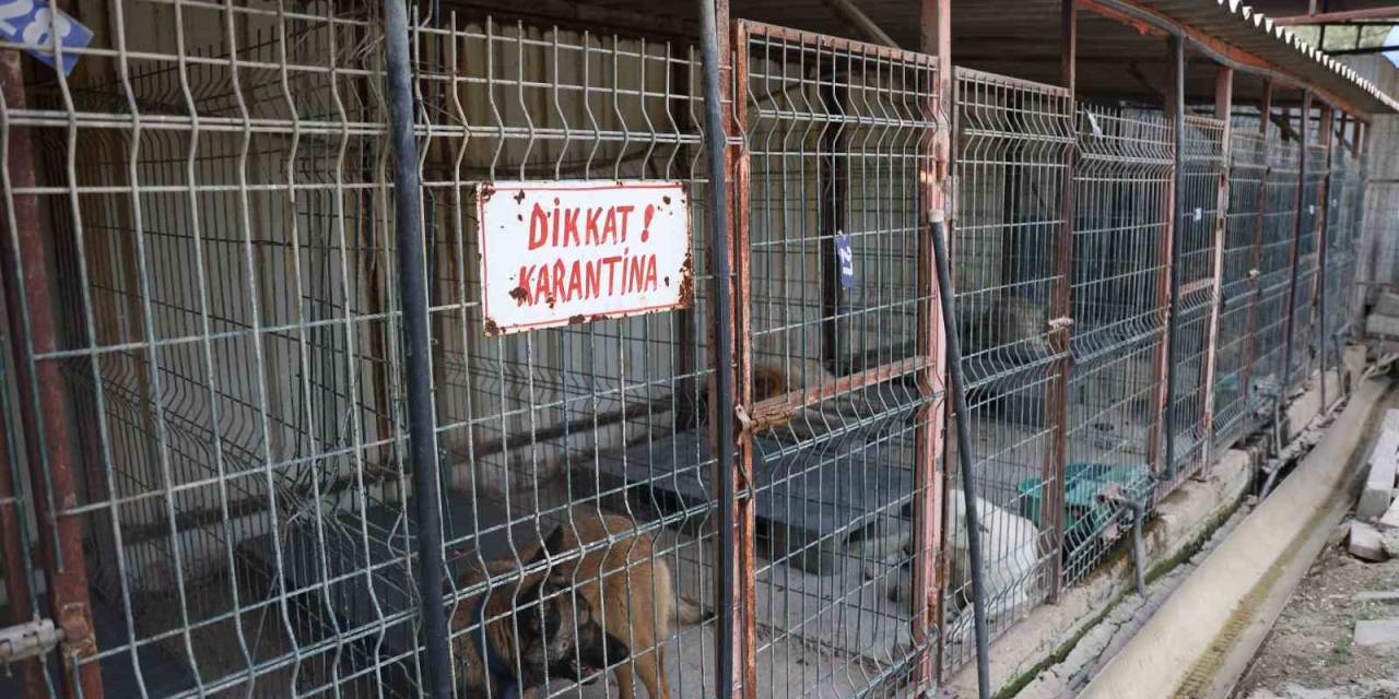 Kuduz Vakasının Görüldüğü Bölgeden Toplanan 12 Köpeğin Barınaktaki Tedavi Süreci Devam Ediyor