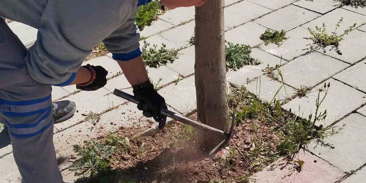 Çameli Belediyesi Kaldırım Ve Ağaçları Bakıma Aldı