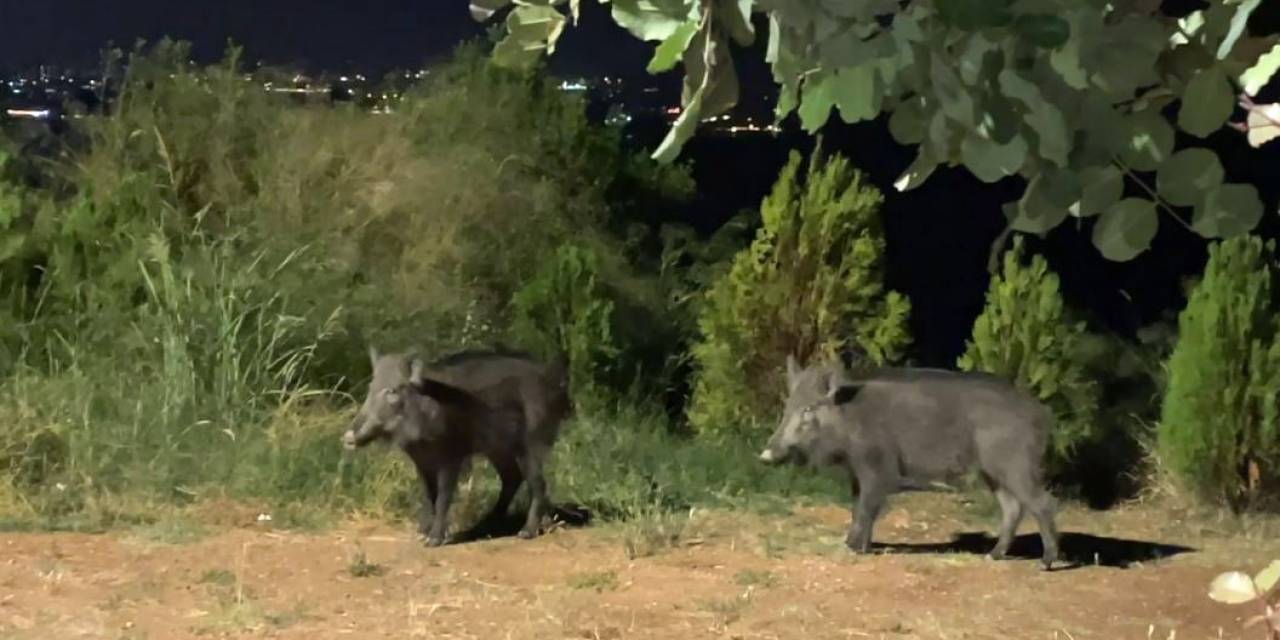 Çukurova Üniversitesinde Domuz Tedirginliği