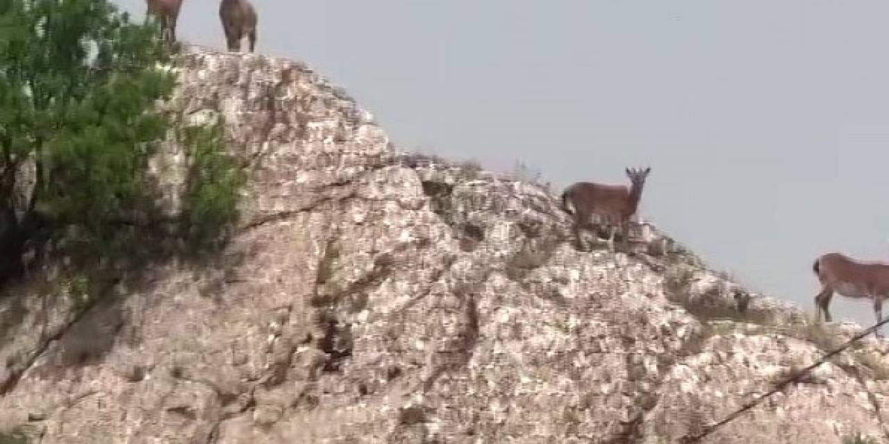 Dağ Keçileri Sürü Halinde Harput’ta Görüntülendi