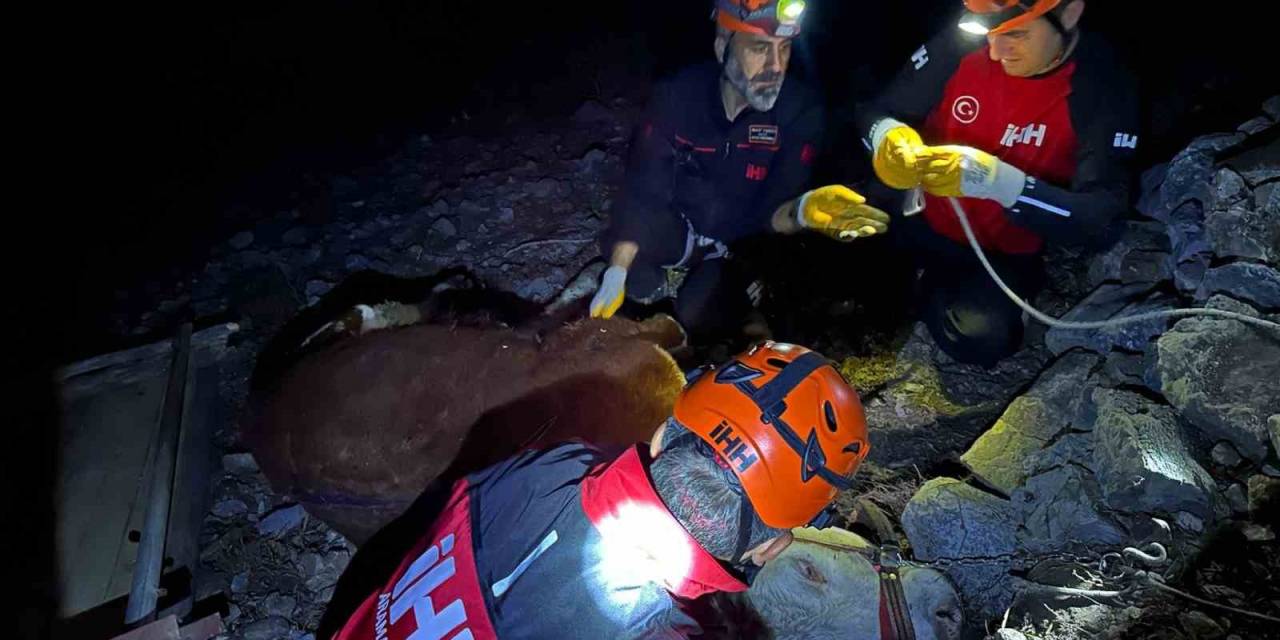 Alanya’da Kamyondan Düşen Dana 400 Metrelik Uçurumdan Kurtarıldı