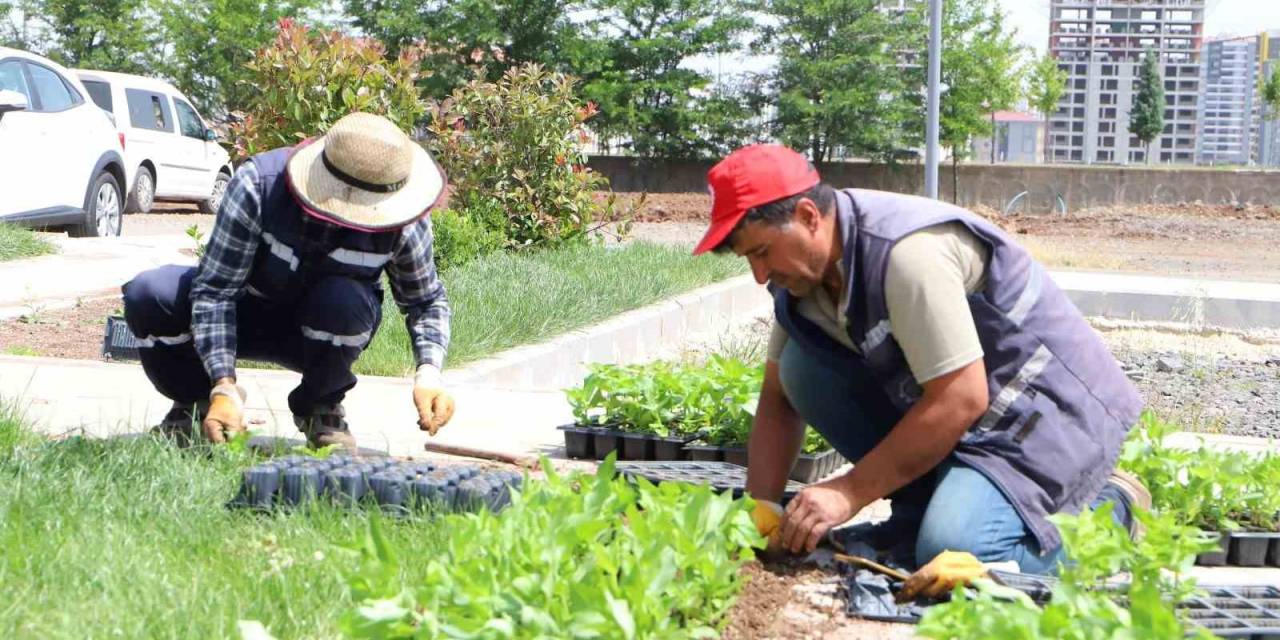 Diyarbakır’da 200 Bin Çiçek Toprakla Buluşuyor