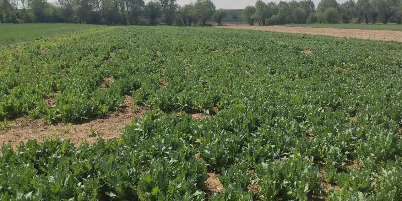 İzinsiz Ekilen Haşhaşı Jandarma Havadan Tespit Etti