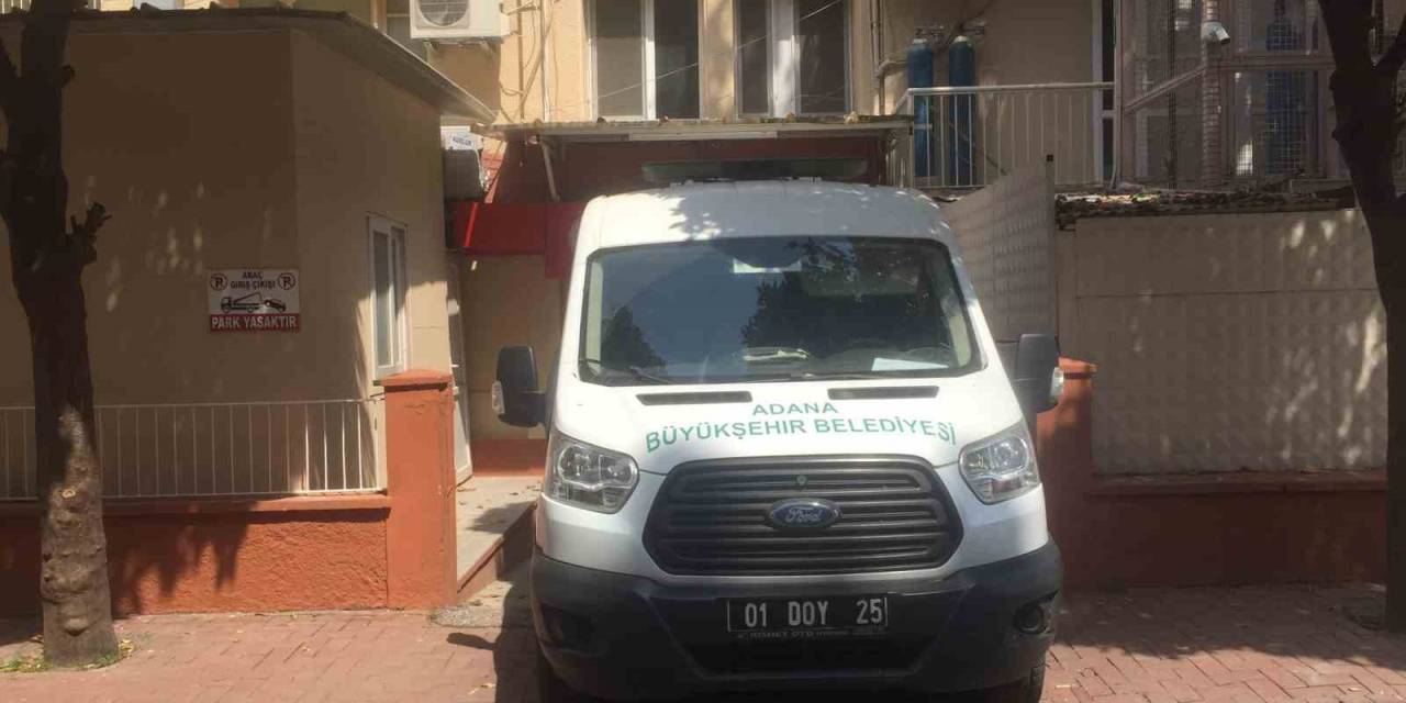 Adana’da Köpek Sürüsü Yaşlı Kadını Parçaladı