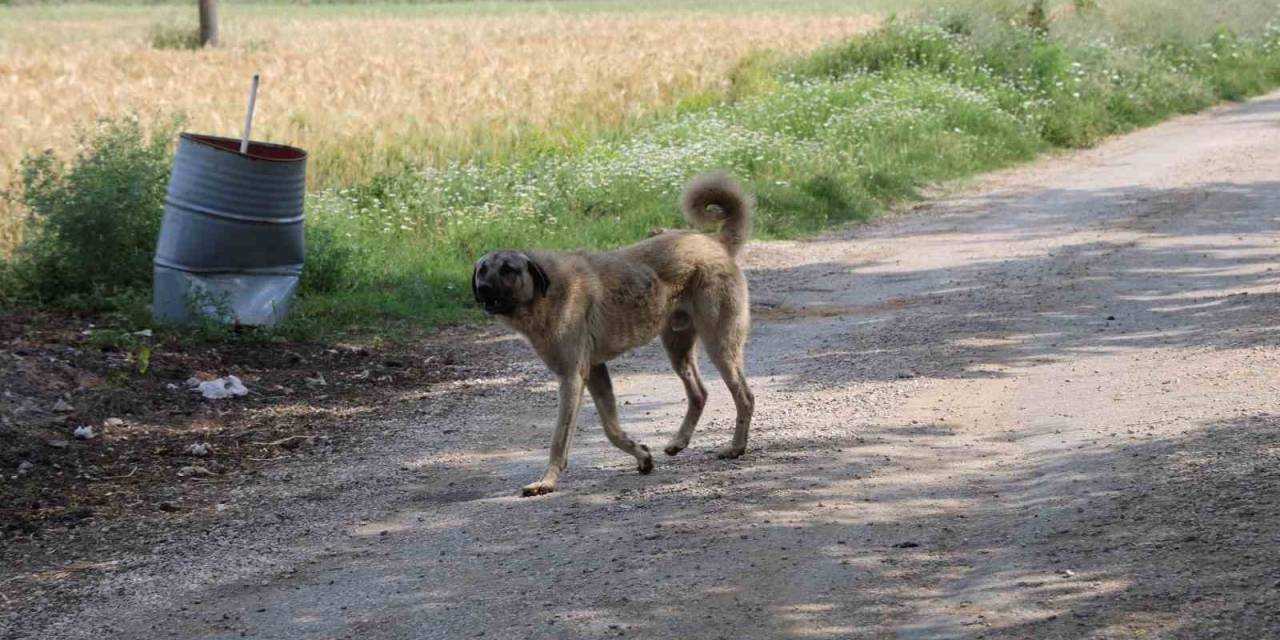 Yaşlı Kadını Köpeklerin Parçaladığı Köyde Vatandaşlar, Köpeklerin Toplanmasını İstiyor