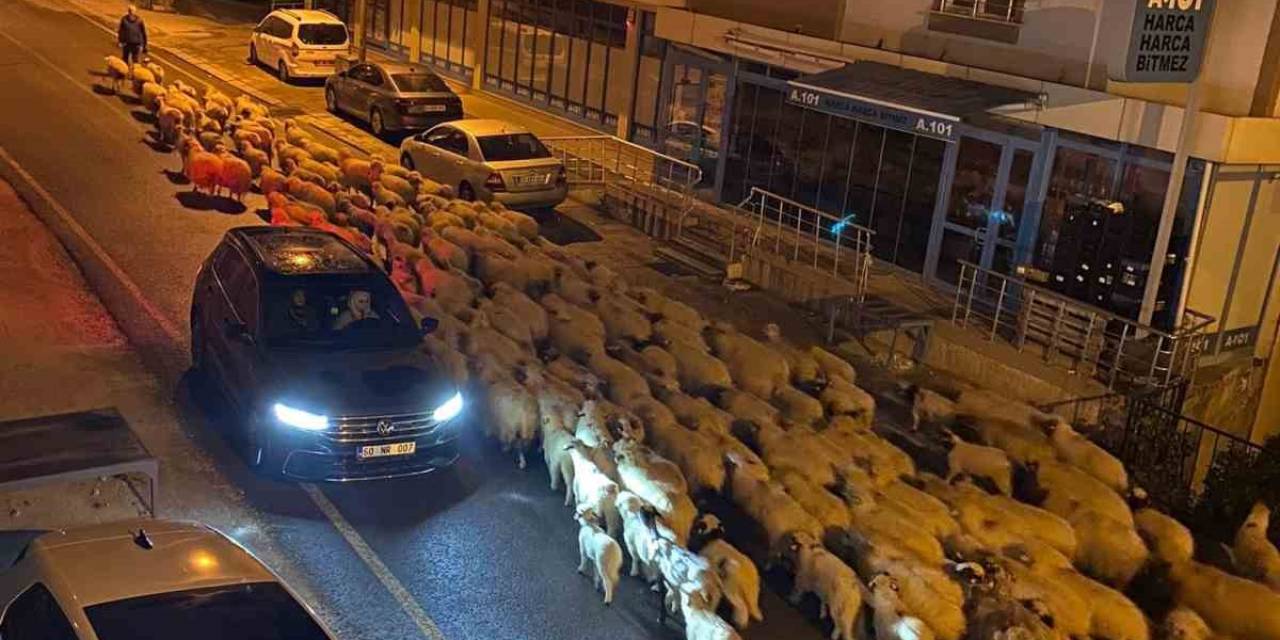 Niksar’da Koyunların Yayla Yolculuğu Başladı