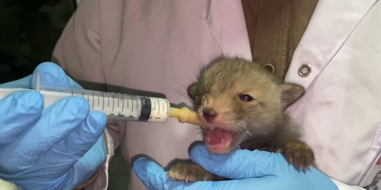 Tilki Yavruları Koruma Altında