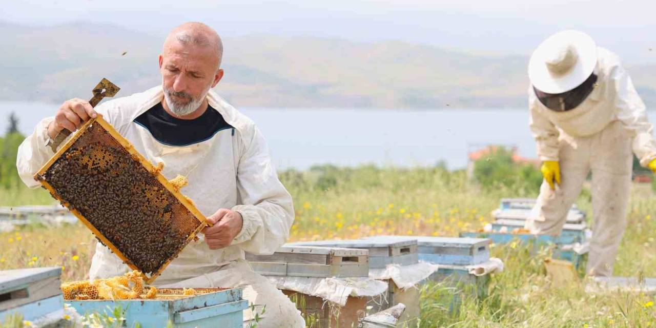 Toz Taşınımı Polen Ve Nektara Ulaşımı Zorlaştırdı, Arılar Strese Girdi