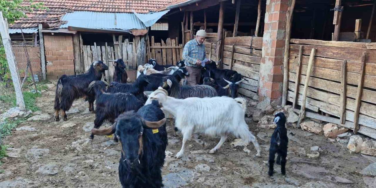 Keçilerini Otlatırken Şiir Yazıp, Türkü Besteliyor